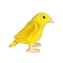 Kanarek żółty 16cm