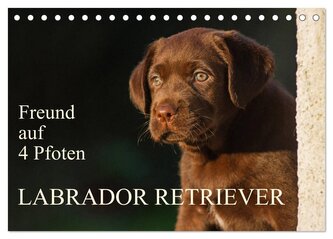 Freund auf 4 Pfoten - Labrador Retriever (Tischkalender 2025 DIN A5 quer), CALVENDO Monatskalender
