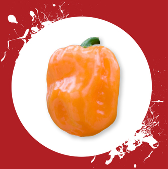 Chilli semínka Habanero Orange 10ks Chilli semínka Habanero Orange 10ks