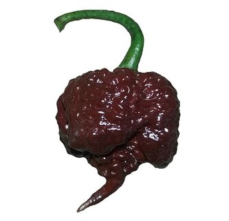 Chilli semena Carolina Reaper Chocolate 10ks Chilli semena Carolina Reaper Chocolate 10ks