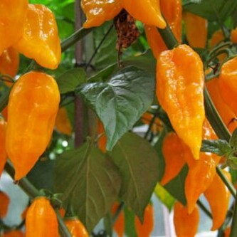 Chilli semena Bhut Jolokia Orange 10ks Chilli semena Bhut Jolokia Orange 10ks