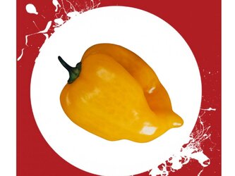 Semínka Chilli Habanero Hot Lemon 10ks Semínka Chilli Habanero Hot Lemon 10ks
