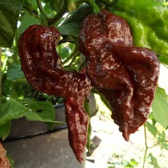 Semena Chilli Big Black Mama 10ks Semena Chilli Big Black Mama 10ks