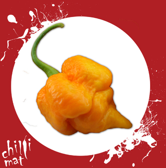 Chilli semínka 7 Pot Yellow 10ks Chilli semínka 7 Pot Yellow 10ks