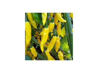 Semínka Chilli papriček Habanero Neon 10 ks Semínka Chilli papriček Habanero Neon 10 ks