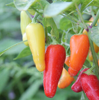 Chilli semínka Jalapeño NuMex Pinata 10 ks Chilli semínka Jalapeño NuMex Pinata 10 ks
