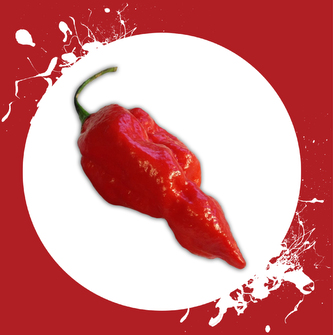 Semínka chilli Naga Morich 10ks Semínka chilli Naga Morich 10ks