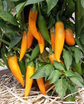 Chilli semínka Bulgarian Carrot 10 ks Chilli semínka Bulgarian Carrot 10 ks