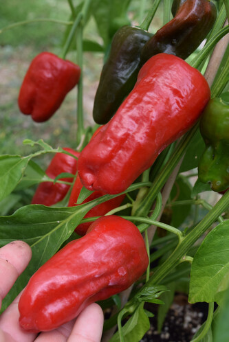 Chilli semínka Pimientos de Padron 10ks Chilli semínka Pimientos de Padron 10ks