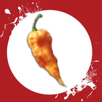 Chilli semínka Bhut Jolokia Peach 10ks Chilli semínka Bhut Jolokia Peach 10ks