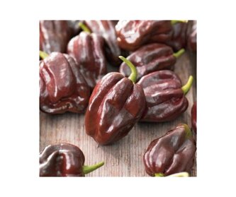 Semínka chilli Habanero Chocolate 10 ks Semínka chilli Habanero Chocolate 10 ks