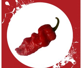 Semínka chilli papriček Bengle Naga 10 ks Semínka chilli papriček Bengle Naga 10 ks
