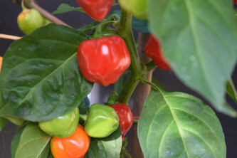 Semínka chilli Habanero Red Savina 10 ks Semínka chilli Habanero Red Savina 10 ks