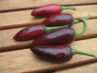 Semínka chilli Jalapeno Purple 10 ks Semínka chilli Jalapeno Purple 10 ks