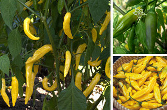 Chilli semínka Lemon Drop 10ks Chilli semínka Lemon Drop 10ks