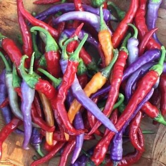 Chilli semena Buena Mulata 1ks