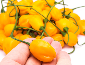 Semínka chilli El Oro De Ecuador 10 ks Semínka chilli El Oro De Ecuador 10 ks