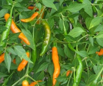 Chilli semena Thai Orange 10 ks Chilli semena Thai Orange 10 ks