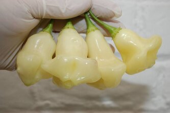 Semínka chilli aji white fantasy 10 ks Semínka chilli aji white fantasy 10 ks