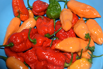 MIX Chilli semínek 10ks MIX Chilli semínek 10ks