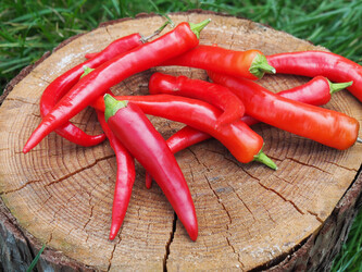 Semínka chilli Cayenne Red 10 ks Semínka chilli Cayenne Red 10 ks