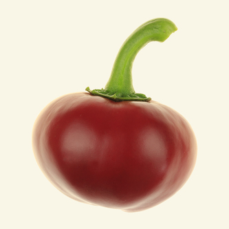 Semínka chilli Large Chocolate Semínka chilli Large Chocolate