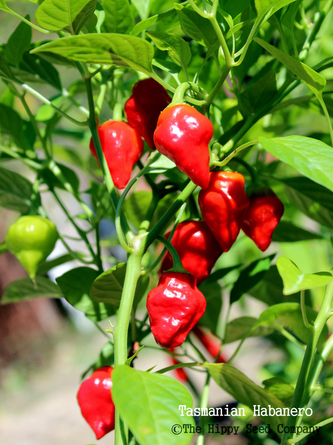Chilli semena Habanero Tasmanian 10ks Chilli semena Habanero Tasmanian 10ks