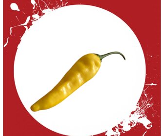 Semínka Chilli papriček Aji Pineapple 10 ks Semínka Chilli papriček Aji Pineapple 10 ks