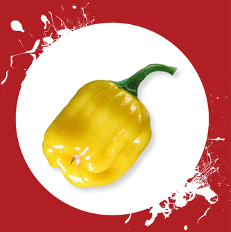 Chilli semena Habanero Yellow 10ks Chilli semena Habanero Yellow 10ks