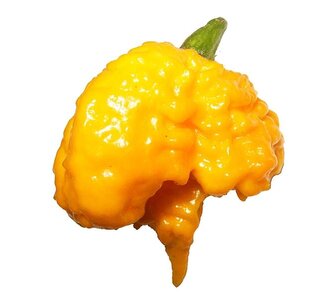 Chilli semena Carolina Reaper Yellow 10ks Chilli semena Carolina Reaper Yellow 10ks