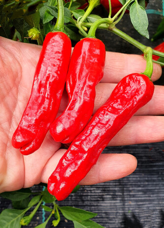 Semínka chilli Shishito 10 ks Semínka chilli Shishito 10 ks