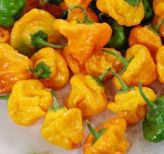 Chilli semínka Jamaican Yellow 10 ks Chilli semínka Jamaican Yellow 10 ks