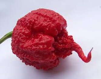 Chilli semena Carolina Reaper 10ks Chilli semena Carolina Reaper 10ks