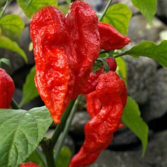 Chilli semena Bhut Jolokia Red 10 ks Chilli semena Bhut Jolokia Red 10 ks