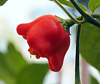 Chilli semínka Bishop's Crown 10ks Chilli semínka Bishop's Crown 10ks