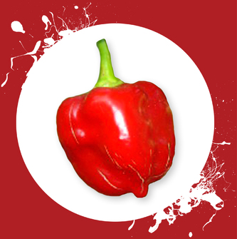 Chilli semena Habanero Red 10ks Chilli semena Habanero Red 10ks