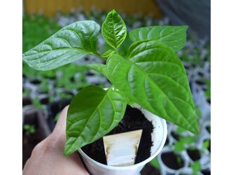 Semínka Chilli papriček Aji de Machu Picchu 10 ks Semínka Chilli papriček Aji de Machu Picchu 10 ks