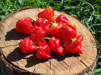 Semena chilli Jamaican Red 10 ks Semena chilli Jamaican Red 10 ks