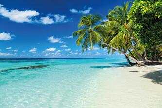 Plakát, Obraz - Exotic Vacation - Palm, 91.5 × 61 cm