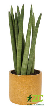 Obal 416 Curry Lasur 17 cm