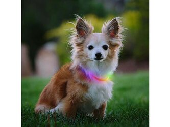 Nite Ize NiteHowl Mini dobíjecí LED bezpečnostní obojek - Disc-O Select Mini (24 - 38 cm)