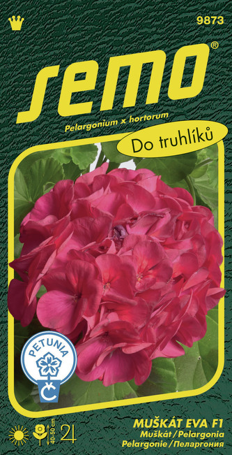 Pelargonie páskatá - Eva F1 11s Pelargonie páskatá - Eva F1 11s