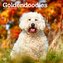 Goldendoodles 2025 12 X 24 Inch Monthly Square Wall Calendar Plastic-Free