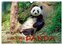 Niedlicher Panda (Wandkalender 2024 DIN A3 quer), CALVENDO Monatskalender