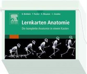 Lernkarten Anatomie