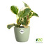 Obal Brussels Classic - sorbet green 10,5 cm