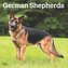 German Shepherds 2025 12 X 24 Inch Monthly Square Wall Calendar Plastic-Free