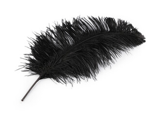 Pštrosí peří délka 50-55 cm - 1 ks - 4 černá