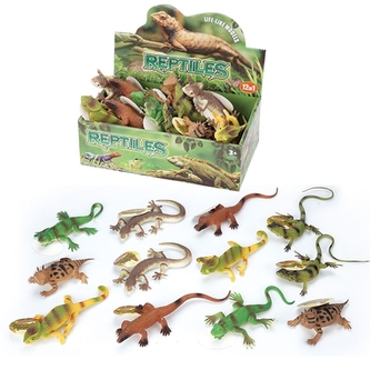 Ještěrka, různé druhy