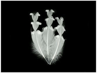 Piórka P-6555 op. 12 szt 20 cm, kolor biały, Aliga